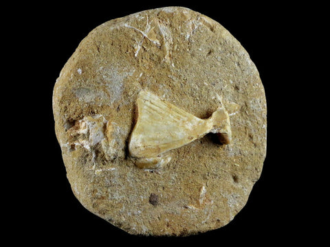 1.7" Saber Toothed Herring Fossil Tail Bone In Matrix Enchodus Libycus Cretaceous Age - Fossil Age Minerals