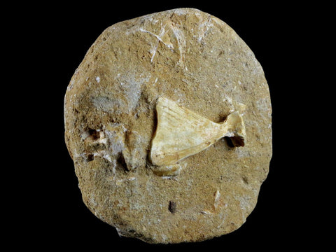 1.7" Saber Toothed Herring Fossil Tail Bone In Matrix Enchodus Libycus Cretaceous Age - Fossil Age Minerals