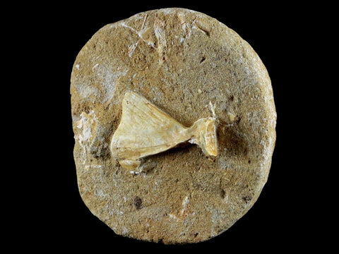 1.7" Saber Toothed Herring Fossil Tail Bone In Matrix Enchodus Libycus Cretaceous Age - Fossil Age Minerals