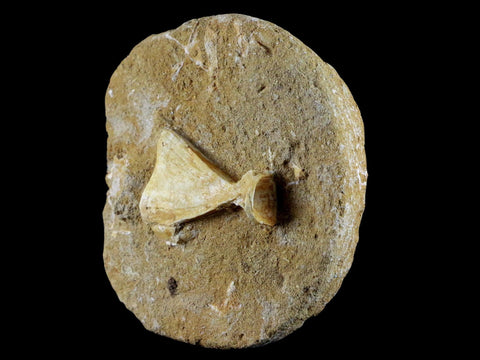 1.7" Saber Toothed Herring Fossil Tail Bone In Matrix Enchodus Libycus Cretaceous Age - Fossil Age Minerals