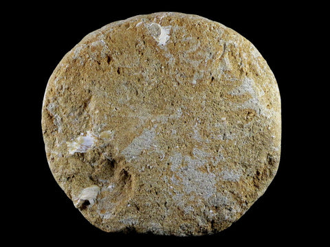 1.7" Saber Toothed Herring Fossil Tail Bone In Matrix Enchodus Libycus Cretaceous Age - Fossil Age Minerals