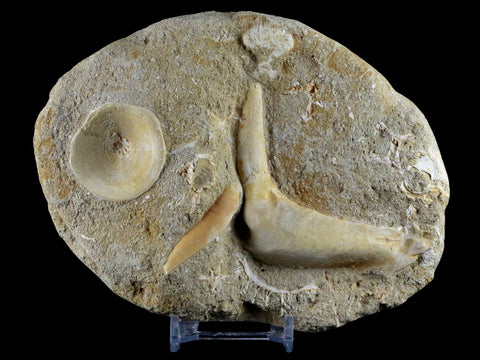 2.6" XL Saber Toothed Herring Fossil Fang Tooth Enchodus Libycus Cretaceous Age - Fossil Age Minerals