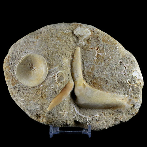2.6" XL Saber Toothed Herring Fossil Fang Tooth Enchodus Libycus Cretaceous Age - Fossil Age Minerals