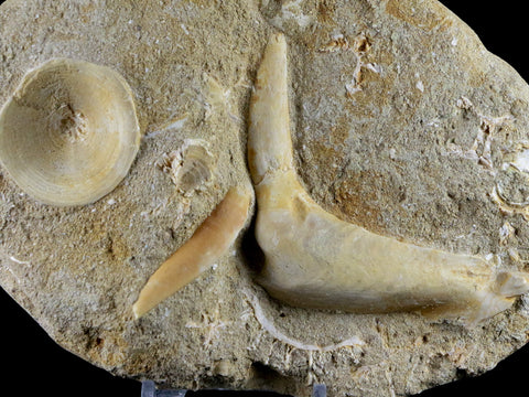 2.6" XL Saber Toothed Herring Fossil Fang Tooth Enchodus Libycus Cretaceous Age - Fossil Age Minerals