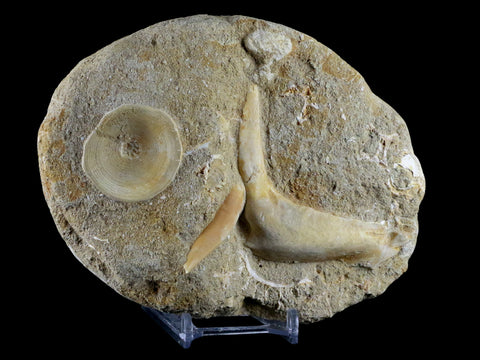2.6" XL Saber Toothed Herring Fossil Fang Tooth Enchodus Libycus Cretaceous Age - Fossil Age Minerals