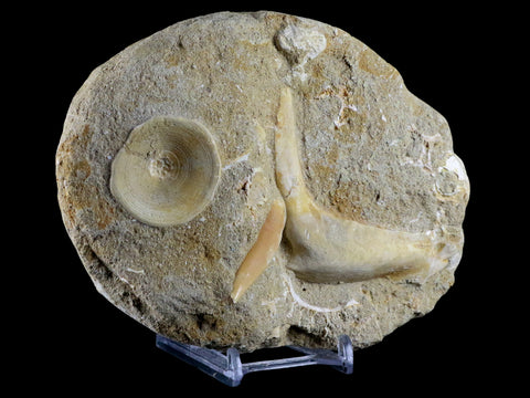 2.6" XL Saber Toothed Herring Fossil Fang Tooth Enchodus Libycus Cretaceous Age - Fossil Age Minerals