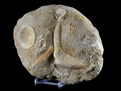 2.6" XL Saber Toothed Herring Fossil Fang Tooth Enchodus Libycus Cretaceous Age - Fossil Age Minerals