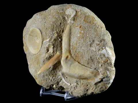 2.6" XL Saber Toothed Herring Fossil Fang Tooth Enchodus Libycus Cretaceous Age - Fossil Age Minerals
