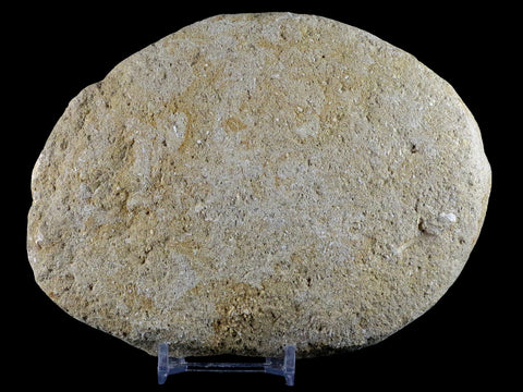 2.6" XL Saber Toothed Herring Fossil Fang Tooth Enchodus Libycus Cretaceous Age - Fossil Age Minerals