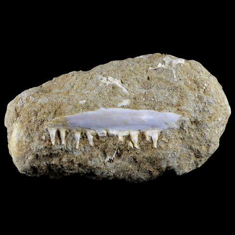 2.7" Saber Toothed Herring Fossil Tooth Jaw Section Enchodus Libycus Cretaceous Age - Fossil Age Minerals
