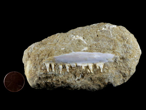 2.7" Saber Toothed Herring Fossil Tooth Jaw Section Enchodus Libycus Cretaceous Age - Fossil Age Minerals