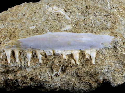 2.7" Saber Toothed Herring Fossil Tooth Jaw Section Enchodus Libycus Cretaceous Age - Fossil Age Minerals
