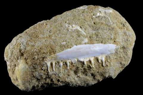 2.7" Saber Toothed Herring Fossil Tooth Jaw Section Enchodus Libycus Cretaceous Age - Fossil Age Minerals