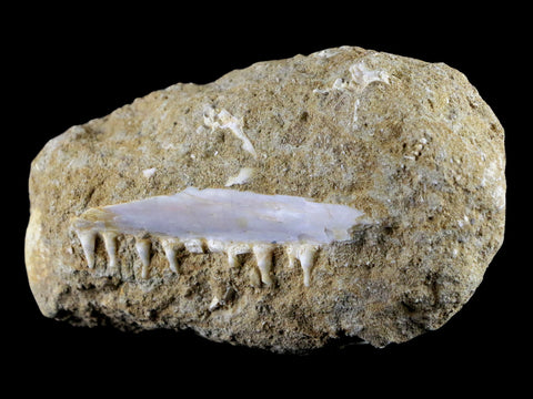 2.7" Saber Toothed Herring Fossil Tooth Jaw Section Enchodus Libycus Cretaceous Age - Fossil Age Minerals