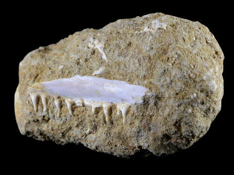 2.7" Saber Toothed Herring Fossil Tooth Jaw Section Enchodus Libycus Cretaceous Age - Fossil Age Minerals