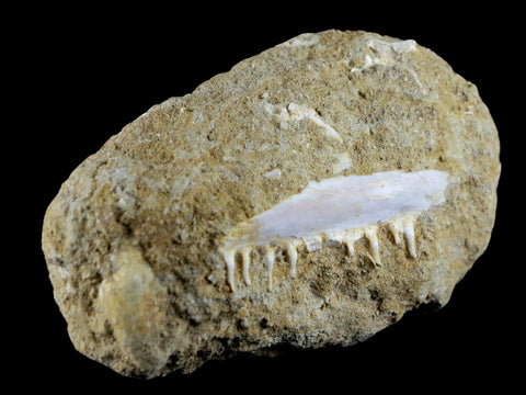 2.7" Saber Toothed Herring Fossil Tooth Jaw Section Enchodus Libycus Cretaceous Age - Fossil Age Minerals