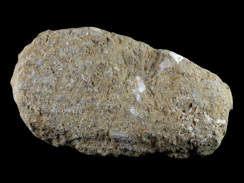2.7" Saber Toothed Herring Fossil Tooth Jaw Section Enchodus Libycus Cretaceous Age - Fossil Age Minerals