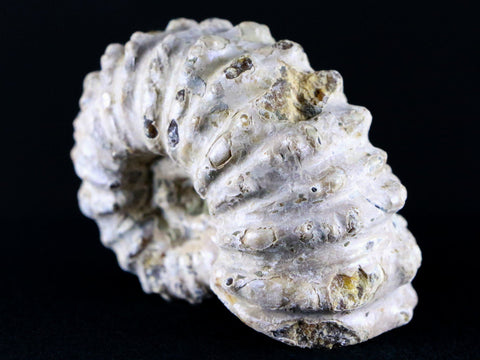 65MM Douvilleiceras Tractor Ammonite Fossil Shell Cretaceous Age Madagascar - Fossil Age Minerals
