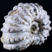 65MM Douvilleiceras Tractor Ammonite Fossil Shell Cretaceous Age Madagascar