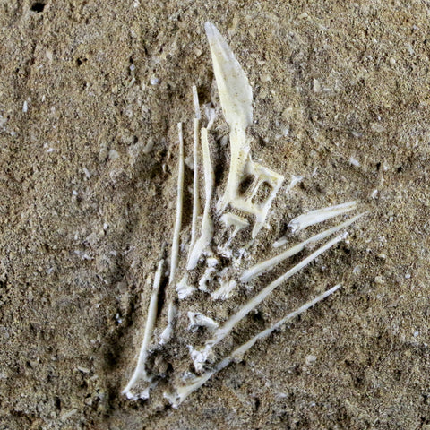 3.8" Saber Toothed Herring Fish Fossil Vertebrae Bones Enchodus Libycus COA - Fossil Age Minerals