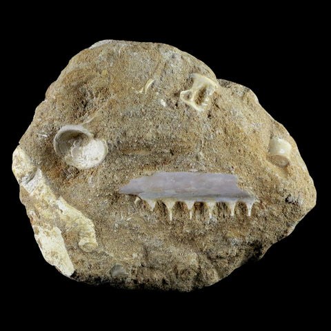 1.8" Saber Toothed Herring Fossil Tooth Jaw Section Enchodus Libycus Cretaceous Age - Fossil Age Minerals