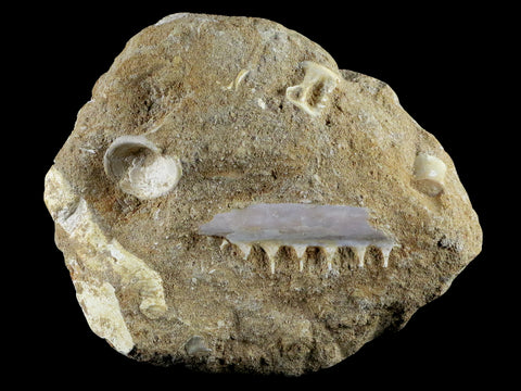 1.8" Saber Toothed Herring Fossil Tooth Jaw Section Enchodus Libycus Cretaceous Age - Fossil Age Minerals