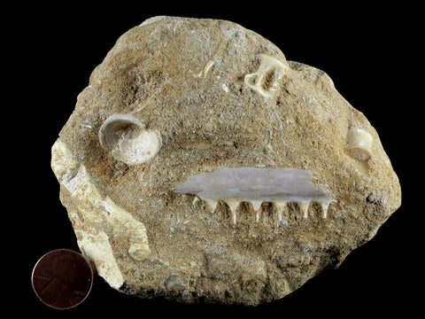 1.8" Saber Toothed Herring Fossil Tooth Jaw Section Enchodus Libycus Cretaceous Age - Fossil Age Minerals