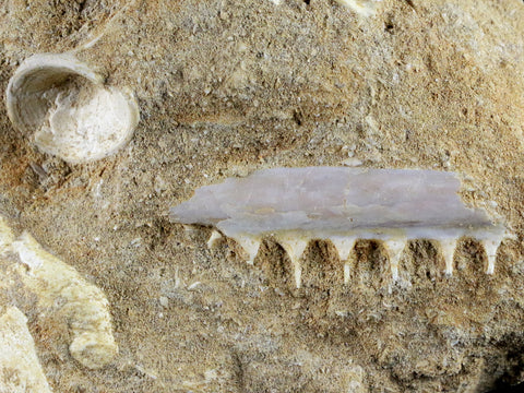 1.8" Saber Toothed Herring Fossil Tooth Jaw Section Enchodus Libycus Cretaceous Age - Fossil Age Minerals