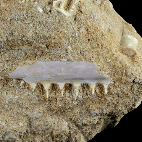 1.8" Saber Toothed Herring Fossil Tooth Jaw Section Enchodus Libycus Cretaceous Age - Fossil Age Minerals