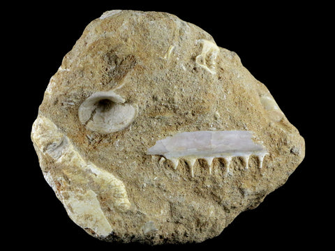 1.8" Saber Toothed Herring Fossil Tooth Jaw Section Enchodus Libycus Cretaceous Age - Fossil Age Minerals