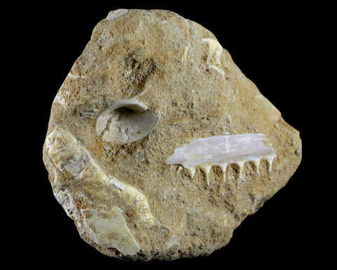 1.8" Saber Toothed Herring Fossil Tooth Jaw Section Enchodus Libycus Cretaceous Age - Fossil Age Minerals