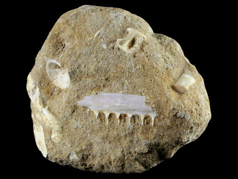 1.8" Saber Toothed Herring Fossil Tooth Jaw Section Enchodus Libycus Cretaceous Age - Fossil Age Minerals