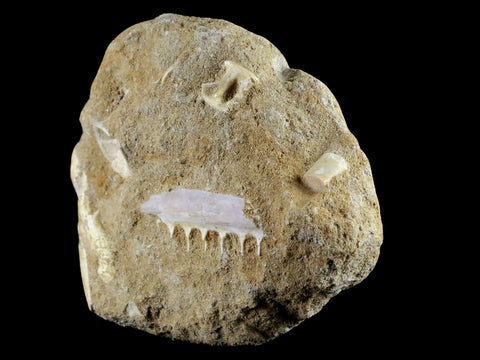 1.8" Saber Toothed Herring Fossil Tooth Jaw Section Enchodus Libycus Cretaceous Age - Fossil Age Minerals