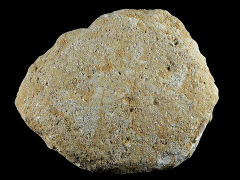 1.8" Saber Toothed Herring Fossil Tooth Jaw Section Enchodus Libycus Cretaceous Age - Fossil Age Minerals
