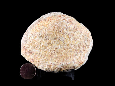 Fossil Fish Eodiaphyodus Granulosus Mouth Crusher Plate Cretaceous Age Morocco Stand - Fossil Age Minerals