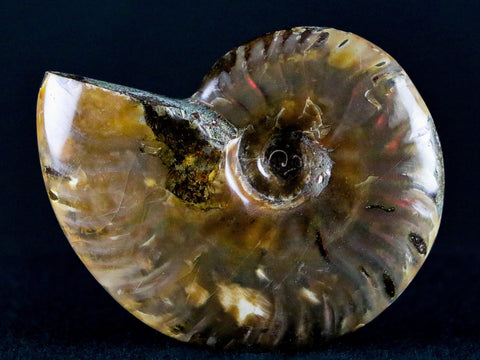 67MM Red Iridescent Cleoniceras Ammonite Fossil Cretaceous Madagascar - Fossil Age Minerals