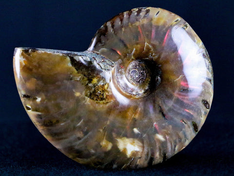 67MM Red Iridescent Cleoniceras Ammonite Fossil Cretaceous Madagascar - Fossil Age Minerals