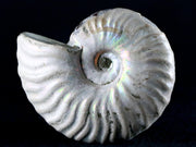 54MM Iridescent Opalized Cleoniceras Ammonite Fossil Cretaceous Madagascar