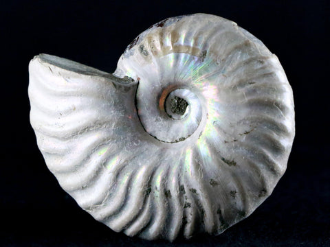 54MM Iridescent Opalized Cleoniceras Ammonite Fossil Cretaceous Madagascar - Fossil Age Minerals
