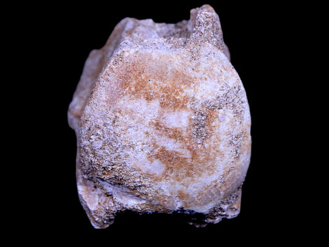 1.3" Mosasaur Vertebrae Fossil Bone Cretaceous Dinosaur Era 70 Mil Yrs Old COA - Fossil Age Minerals