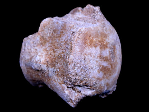 1.3" Mosasaur Vertebrae Fossil Bone Cretaceous Dinosaur Era 70 Mil Yrs Old COA - Fossil Age Minerals