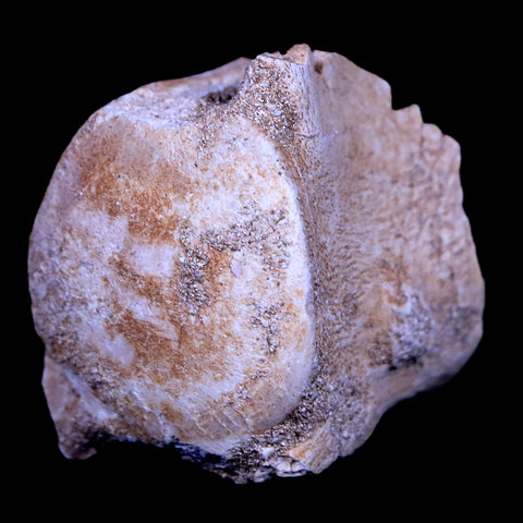 1.3" Mosasaur Vertebrae Fossil Bone Cretaceous Dinosaur Era 70 Mil Yrs Old COA - Fossil Age Minerals
