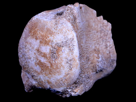 1.3" Mosasaur Vertebrae Fossil Bone Cretaceous Dinosaur Era 70 Mil Yrs Old COA - Fossil Age Minerals