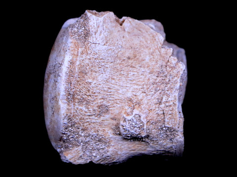 1.3" Mosasaur Vertebrae Fossil Bone Cretaceous Dinosaur Era 70 Mil Yrs Old COA - Fossil Age Minerals