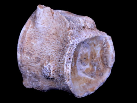 1.3" Mosasaur Vertebrae Fossil Bone Cretaceous Dinosaur Era 70 Mil Yrs Old COA - Fossil Age Minerals