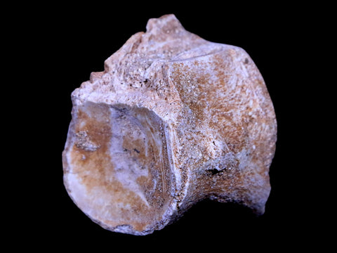 1.3" Mosasaur Vertebrae Fossil Bone Cretaceous Dinosaur Era 70 Mil Yrs Old COA - Fossil Age Minerals