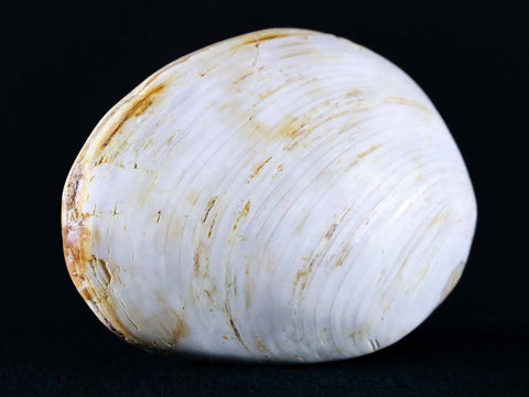 2.7" Clam Fossil Polished Jurassic Madagascar Bivalve Mollusk 150 Million Years Old - Fossil Age Minerals