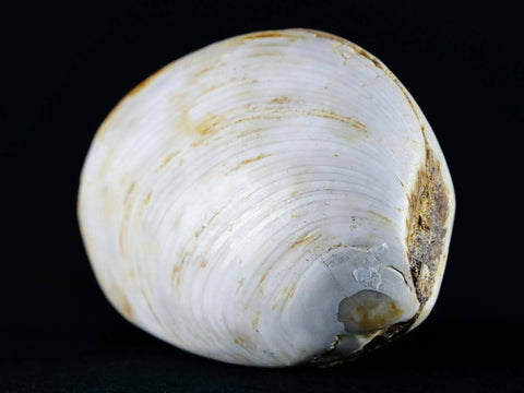 2.7" Clam Fossil Polished Jurassic Madagascar Bivalve Mollusk 150 Million Years Old - Fossil Age Minerals