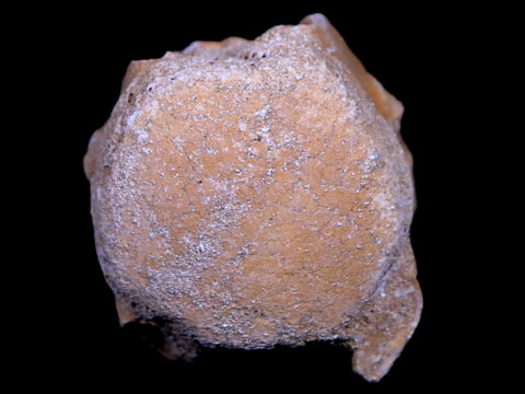 1.2" Mosasaur Vertebrae Fossil Bone Cretaceous Dinosaur Era 70 Mil Yrs Old COA - Fossil Age Minerals
