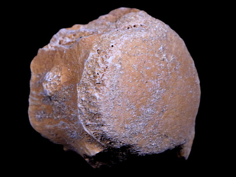 1.2" Mosasaur Vertebrae Fossil Bone Cretaceous Dinosaur Era 70 Mil Yrs Old COA - Fossil Age Minerals